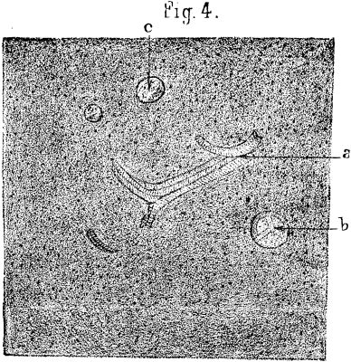 FIG. 4.—Pennsylvania anthracite, X200.