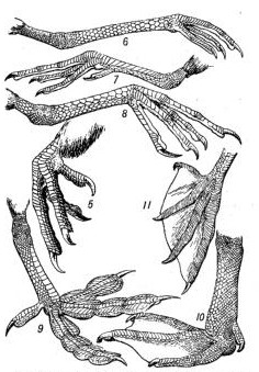 Fig. Feet 5 to 11.