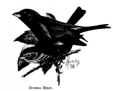 Indigo Bird. 