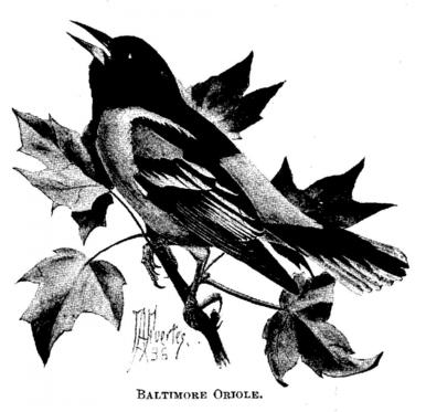 Baltimore Oriole. 