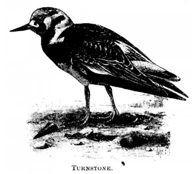 Turnstone. 