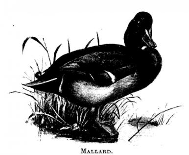 Mallard. 