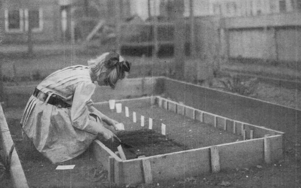 Elizabeth Sowing Small Seed From the Package. Photograph
by Helen W. Cook.