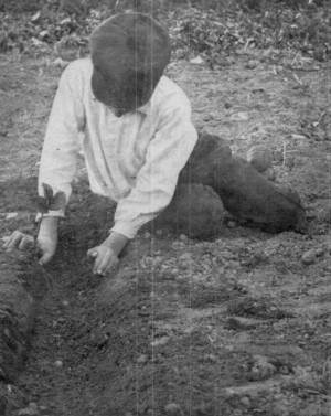 Photograph by W.H. Jenkins

Myron Transplanting his Long-rooted Strawberry Plants.