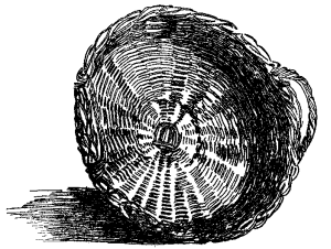 This is the basket made and used by Katharine. It is a
gathering basket just right for fruit and short-stemmed flowers