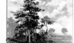 Tree Scene