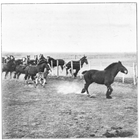 Some of the Horses.