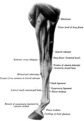 Fig. 2—Muscles of Left Thoracic Limb from Elbow Downward; Lateral (External) View. a, Extensor carpi radialis; g, brachialis; g', anterior superficial
pectoral; c, common digital extensor; e, ulnaris lateralis. (After
Ellenberger-Baum, Anat. für Künstler.) (From Sisson's ''Anatomy of the
Domestic Animals'').