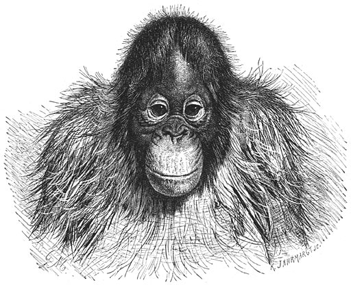 Orang-Oetan (Pithecus satyrus).