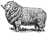 MERINO RAM