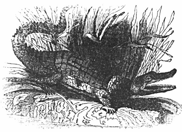 THE ALLIGATOR.