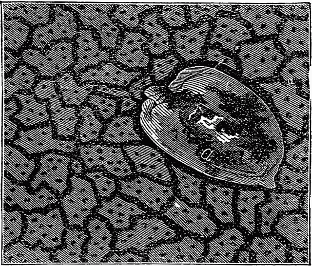 Illustration: Fig. 2 - A WET SOIL.