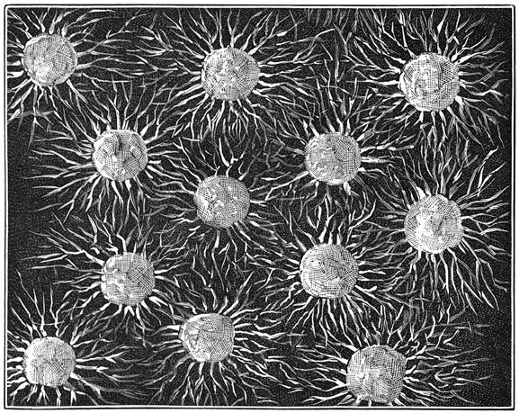 Fig. 28. De eerste wezens. Samenvoeging van moneren.