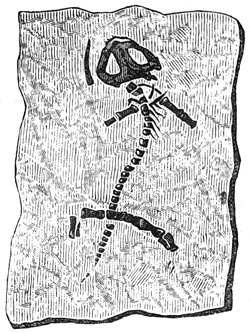 Fig. 187. Fossiele overblijfselen van den protriton petroleï.