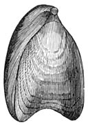 Fig. 236. Terebratula digona.