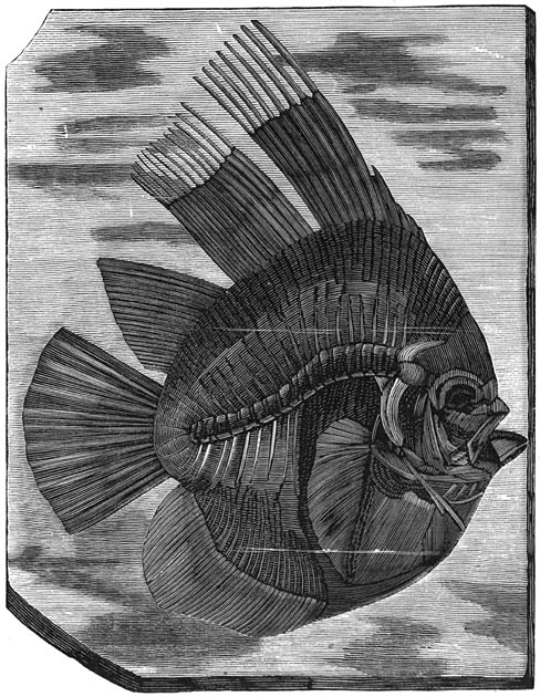 Fig. 278. De visschen der eocene periode. (Blatax altissimus).