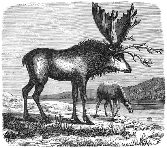 Fig. 302. Het sivatherium, reuzenhert der pliocene periode.