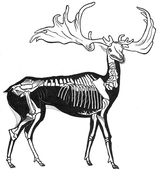 Fig. 306. Geraamte en waarschijnlijke vorm van het hert met reusachtig gewei.