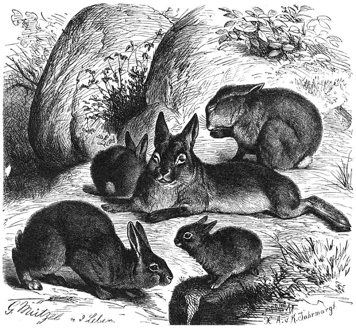 Konĳn (Lepus cuniculus). ⅙ v.d. ware grootte.