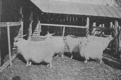 ANGORA GOATS