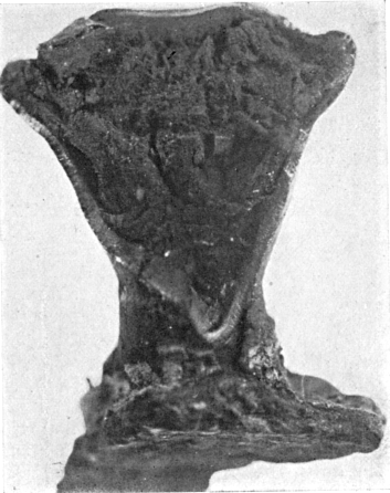 Fig. 831. Section with spore mass (X 6).