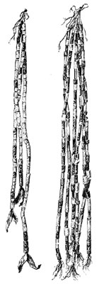 valued strings of
wampum