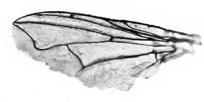 Fig. 44