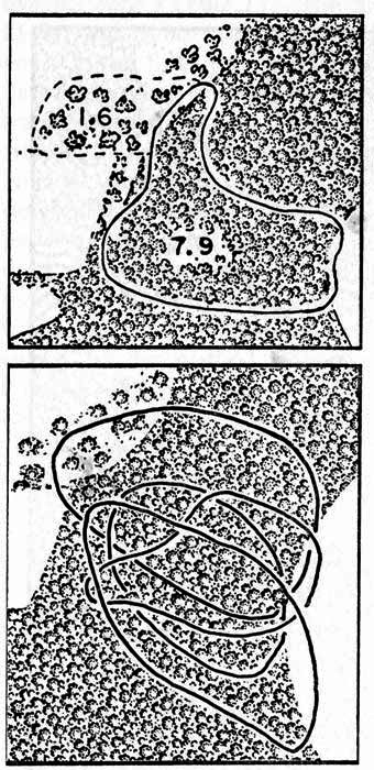 Diagrams showing home ranges of
cottontails in relation to woodland and open fields on the study area.
One inch equals approximately 545 feet.