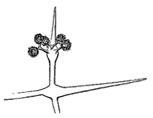 Fig. 32.