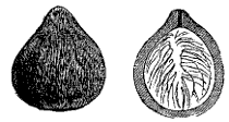 Fig. 35.