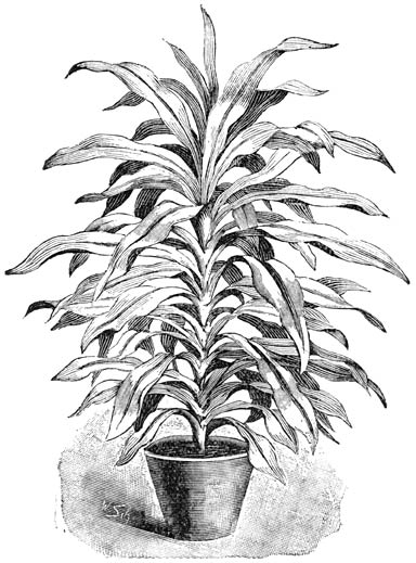 Fig. 236. Dracæna Lindenii.