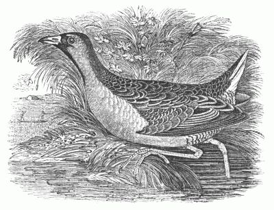 CAROLINA RAIL