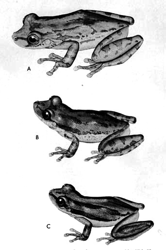 Three frogs