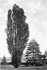 THE LOMBARDY POPLAR.