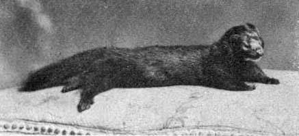 LARGE IOWA MINK.