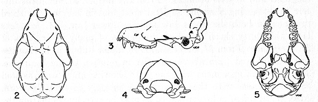 Figs. 2-5. Four views of the skull of Myotis fortidens.
No. 32112, University of Kansas Museum of Natural History, ♂, obtained
20 kilometers east-northeast Jesús Carranza, 200 feet elevation,
Veracruz, Mexico, on May 16, 1949, by Walter W. Dalquest; original no.
12869. ×2.