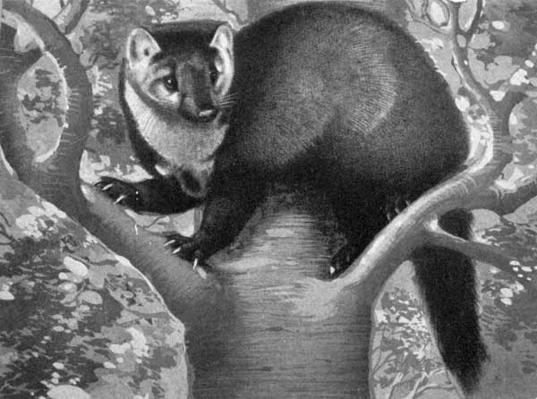 A Marten