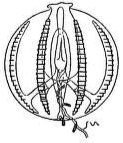 Fig. 28. Pleurobrachia seen in plane of tentacles. (Agassiz.)