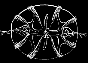 Fig. 30. Pleurobrachia seen from the extremity opposite the mouth.