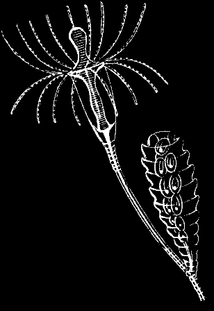 Fig. 72. Magnified portion of Hydrarium of Clytia.