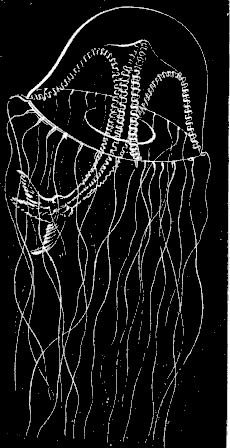 Fig. 76. Tima; half natural size.