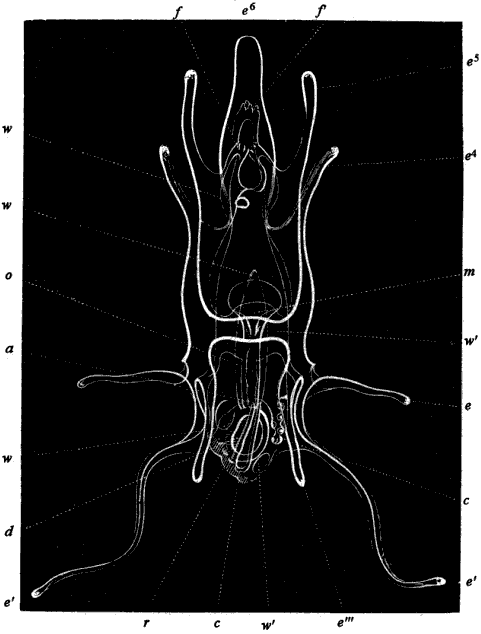 fig. 166