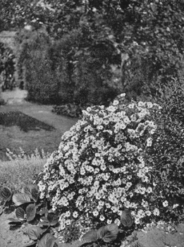 Cistus florentinus.