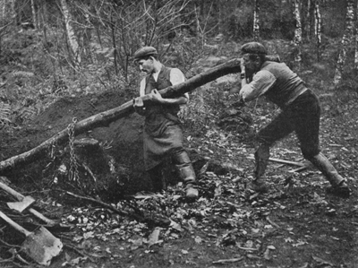 Grubbing a Tree-stump.