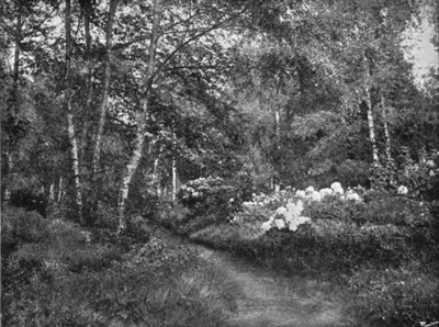 Rhododendrons where the Copse and Garden meet.