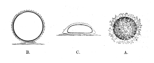 Illustration: Fig. 28.—Eggs of
Hydra (magnified).