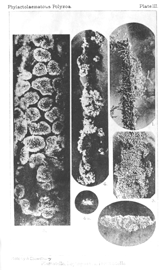 Illustration: Plumatella, Lophopodella,
Pectinatella.