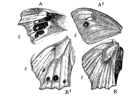 Fig. 52. Cyllo leda, Linn., from a drawing by Mr. Trimen, shewing the extreme range
of variation in the ocelli.