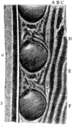 Fig. 56. Part of Secondary wing-feather of Argus
pheasant, shewing two, a and b, perfect ocelli.
A, B, C, &c., dark stripes running obliquely down,
each to an ocellus.