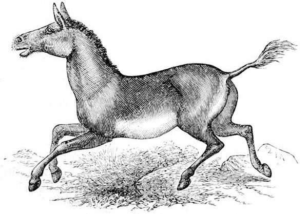 Fig. 74.

Equus hemionus, "Kiang" or "Kulan," the Horse-ass of
Tartary and Tibet. (Brehm.)